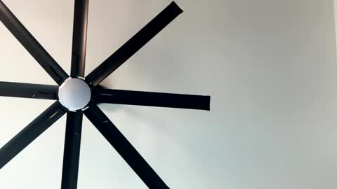 Little Wolfie online show from 01/11/25, 10:07