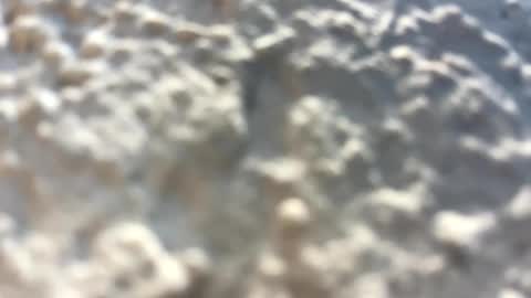 Little Wolfie online show from 02/03/25, 04:10