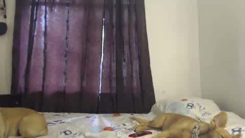 allyson_morgan_js online show from 12/03/25, 05:33