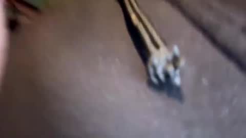 Jamesy online show from 01/17/25, 03:11