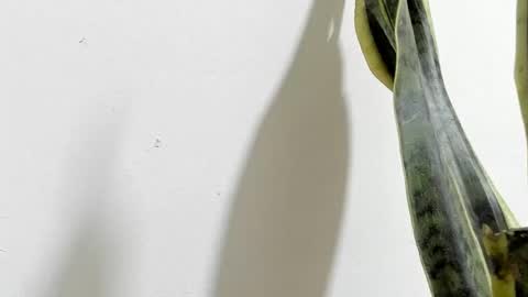 Snapshot of anapakerman chatting on 02/16/25, 02:20 Ana Pakerman online show from 02/16/25, 02:20