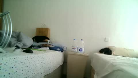 Snapshot of apixaba chatting on 03/11/25, 12:50 furry bear online show from 03/11/25, 12:50