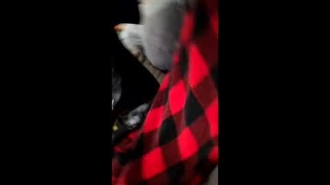 Snapshot of bam0001 chatting on 12/01/25, 07:24 Dani1954 online show from 12/01/25, 07:24