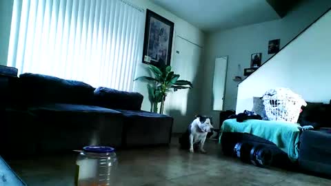 Snapshot of blackriches96 chatting on 02/17/25, 03:09 blackriches96 online show from 02/17/25, 03:09