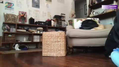 boywithbug online show from 03/12/25, 06:44