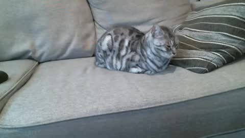 Snapshot of buck_camstar chatting on 01/08/25, 04:22 Buck online show from 01/08/25, 04:22