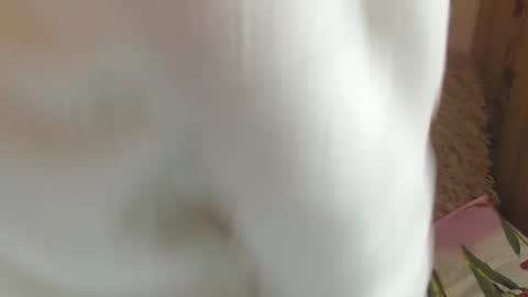 Snapshot of candylady13 chatting on 12/14/24, 11:39 say meow and send tips online show from 12/14/24, 11:39
