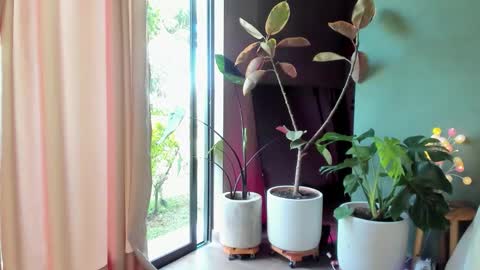              online show from 11/17/25, 02:23