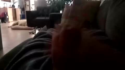 carlitito1 online show from 11/23/25, 07:08