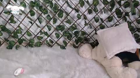 charly_evans60 online show from 02/22/25, 04:51