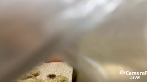 Snapshot of daddybigwhitecock chatting on 11/14/25, 05:11 Tommy online show from 11/14/25, 05:11