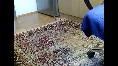 Snapshot of dammerl6 chatting on 12/05/24, 07:16 Dammerl online show from 12/05/24, 07:16