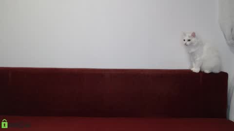 Daniel online show from 11/17/25, 06:24