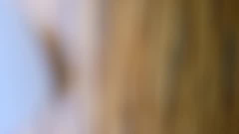 dVe1oPe online show from 10/17/25, 09:56