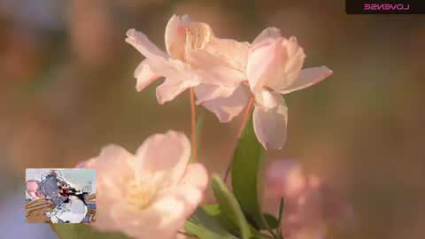 emily hoot1 online show from 11/20/25, 09:42