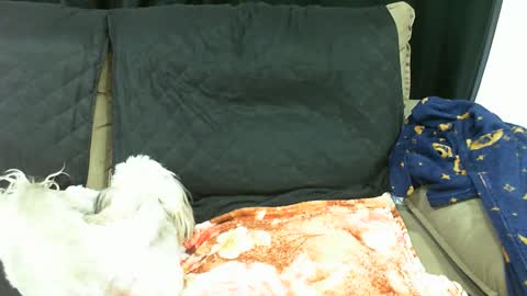 Snapshot of gabibrasil chatting on 01/13/25, 03:56 gaby layla online show from 01/13/25, 03:56