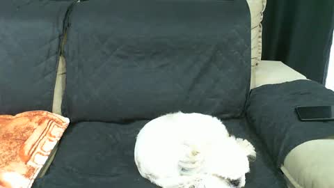 Snapshot of gabibrasil chatting on 01/21/25, 09:36 gaby layla online show from 01/21/25, 09:36