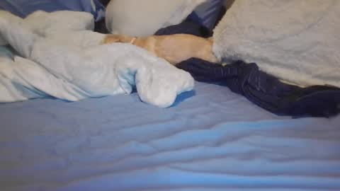 goodbiddings online show from 03/12/25, 06:00