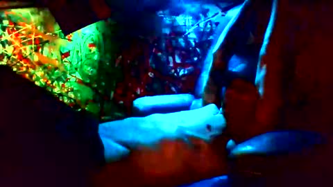 Snapshot of howbowdadareboy33 chatting on 01/12/25, 11:28 ask me online show from 01/12/25, 11:28