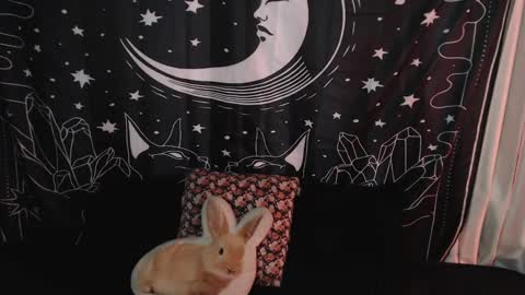    online show from 01/07/25, 10:41