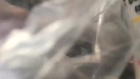 jojobrauer online show from 10/31/25, 05:03