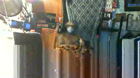 Mr. FogoDeChao online show from 10/22/25, 09:42