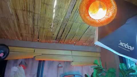 marcovitto online show from 11/18/25, 07:29