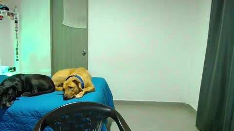 mary online show from 10/31/25, 02:12