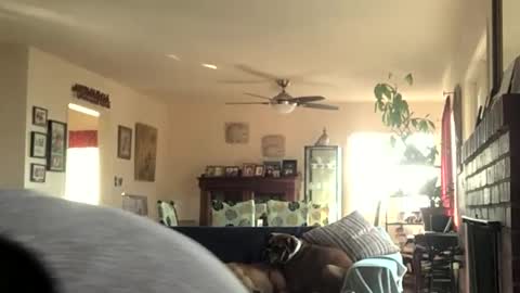 Monkee Dance online show from 12/11/24, 08:07