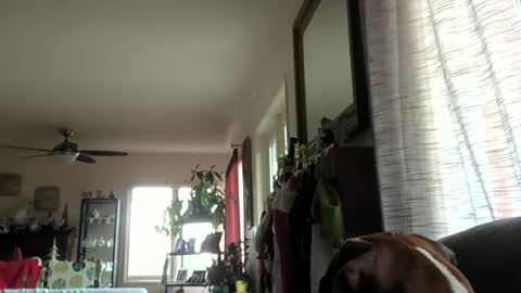 Monkee Dance online show from 12/29/24, 10:25