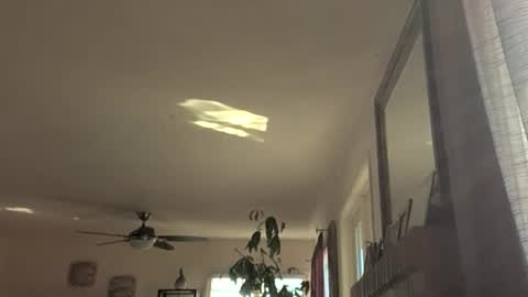 Monkee Dance online show from 11/18/25, 09:19