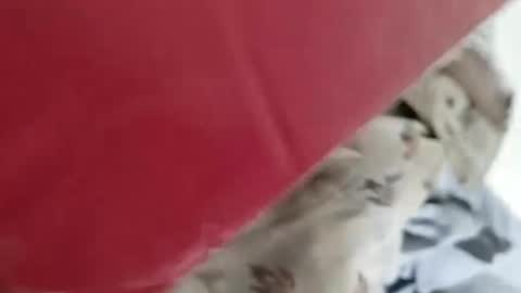 sim  nib online show from 01/04/25, 05:16