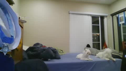 Snapshot of oorah1775 chatting on 12/22/24, 05:12 oorah1775 online show from 12/22/24, 05:12