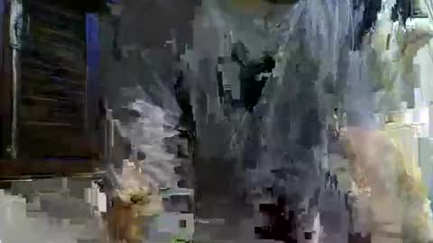 paugrosso202 online show from 11/24/25, 02:00