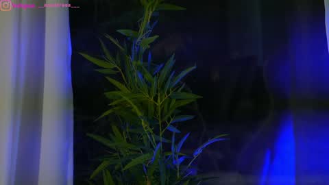 Dee online show from 01/25/25, 12:37