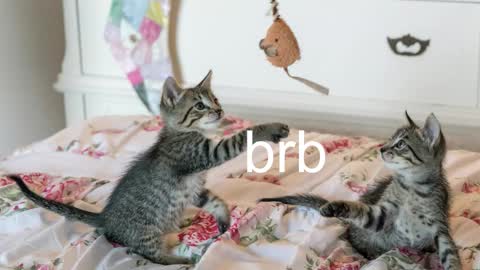 Kitty online show from 11/17/25, 07:08