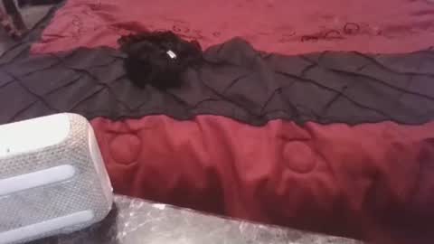 prettyp7729206 online show from 11/03/25, 09:27