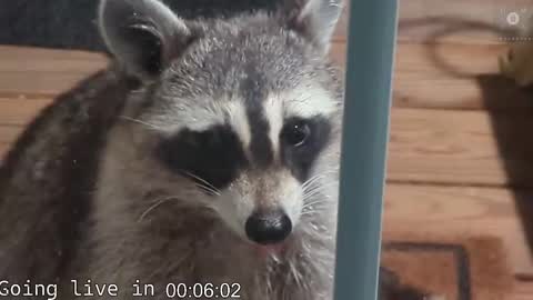 Snapshot of rndmzd chatting on 11/19/25, 08:03 Ryan aka KeylimeRy online show from 11/19/25, 08:03