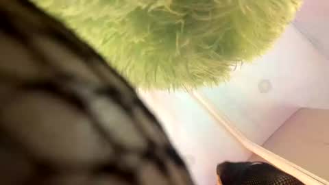   online show from 11/13/25, 11:42