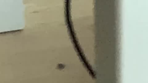 Roman online show from 11/27/25, 04:25