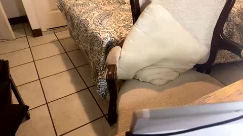 Papi online show from 10/05/25, 11:46