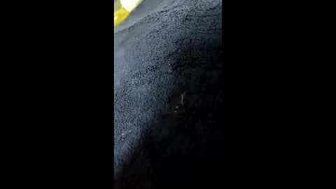 shurthingxx online show from 01/28/25, 12:22