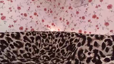 Snapshot of skysupernova chatting on 12/04/24, 01:09 Sky online show from 12/04/24, 01:09