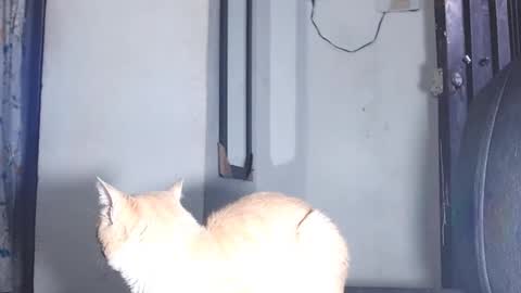 Snapshot of sofiadoll77 chatting on 03/01/25, 10:53 sofiadoll77 online show from 03/01/25, 10:53