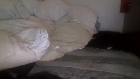 Snapshot of tellias1 chatting on 09/15/25, 10:37 tellias online show from 09/15/25, 10:37