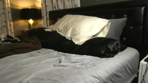 The Wild Ones online show from 11/20/25, 01:28