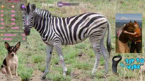 Snapshot of tomaz62a chatting on 11/01/25, 07:38 Tomaz62a online show from 11/01/25, 07:38