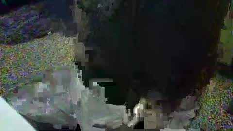 wamerwolf online show from 11/24/25, 06:40