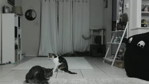 Crystal Lake online show from 01/12/25, 04:42