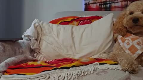 TonyDoesMiami online show from 01/28/25, 02:43